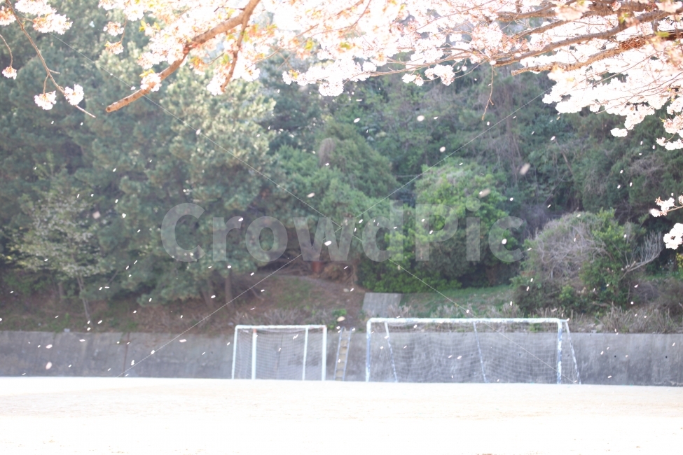 벚꽃,눈,벚꽃눈,운동장,자연,꽃,봄,계절,spring,season