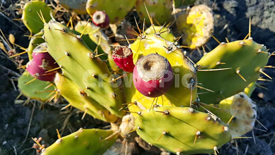 선인장군락지,선인장,백련초,자연,옥외,plant,식물,cactus,식물,자연,plants,nature