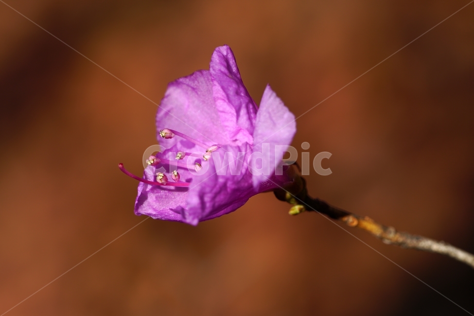 진달래,진달래곷,플라워,flower,식물,plants,나뭇가지,자연,nature,봄꽃,꽃사진,접사,마크로,macro,closeup,클로즈업,풍경,landscape,spring,한국자연,입춘,4월,april,감성,감성사진,힐링,힐링사진,느낌,feel,feeling,snap,스냅,스냅사진,koreanrosebay,참꽃,두견화,자주색,속씨식물,쌍떡잎식물,Rhododendronmucronulatum,낙엽관목,봄,계절,spring,season,식물,자연,plants,nature,꽃,flower,geranium,제라늄,blossom,plant