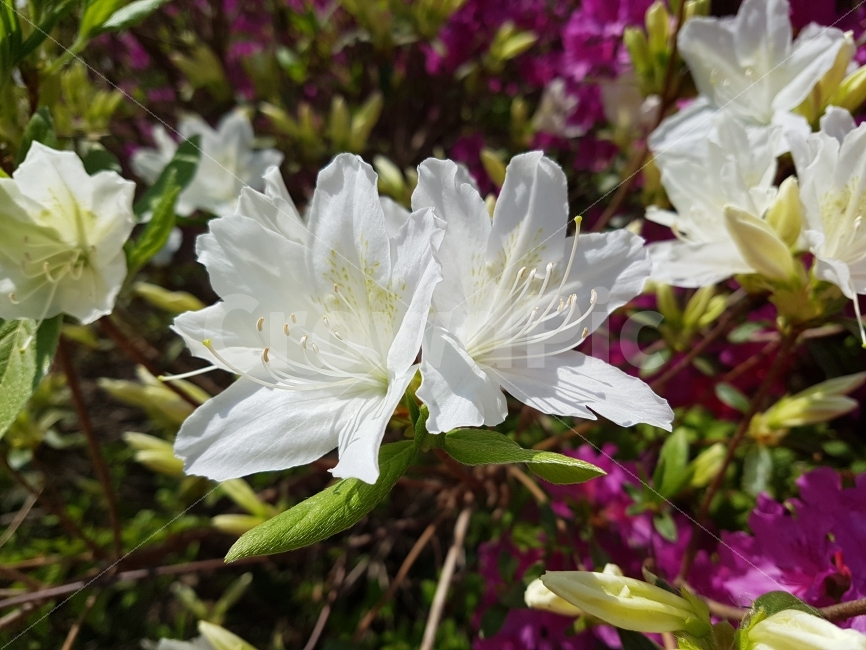 봄,꽃,자연,흰색,Spring,Flower,Nature,White,Sunny,식물,자연,plants,nature,봄,계절,spring,season,꽃,flower,plant,blossom