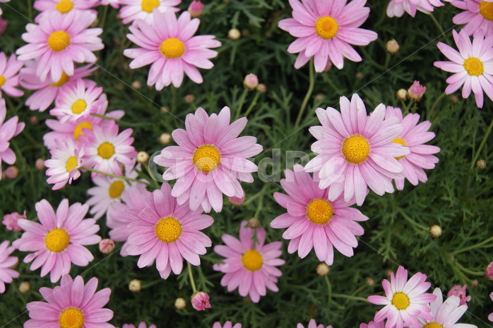 봄,분홍,분홍색,만개,꽃,식물,자연,plants,nature,꽃,flower