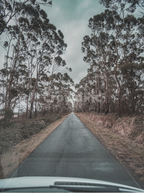 도로,운전,호주,자연,가로수,일차로,일방통행,australia,교통,교통수단,traffic,transportation