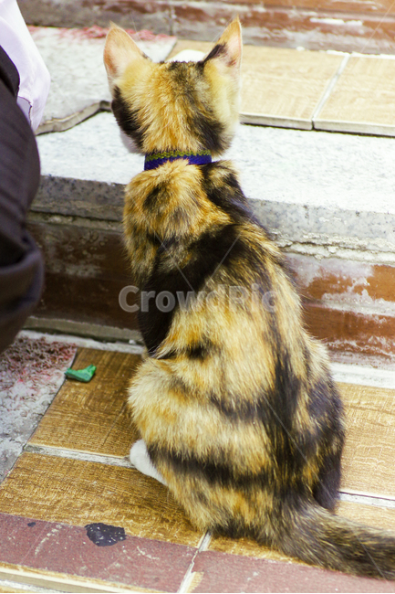 고양이,야옹이,새끼고양이,감성,street,길,cat,kitty