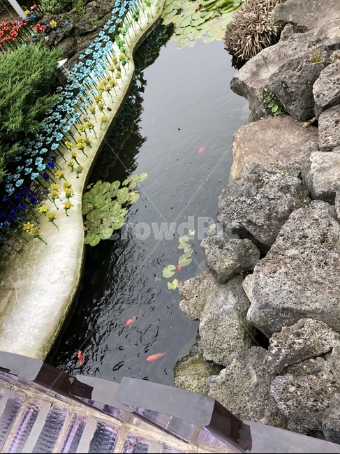 연못,물,carp,pond,연꽃