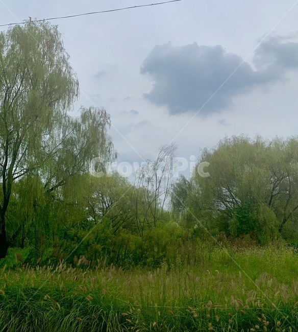 nature,자연,outdoors,plant,식물,tree,나무