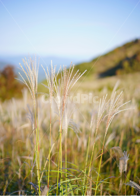 가을,억새,억새밭,힐링,풍경,가을산,쓸쓸함,가을,계절,fall,autumn,season,식물,자연,plants,nature,grass,잔디,plant