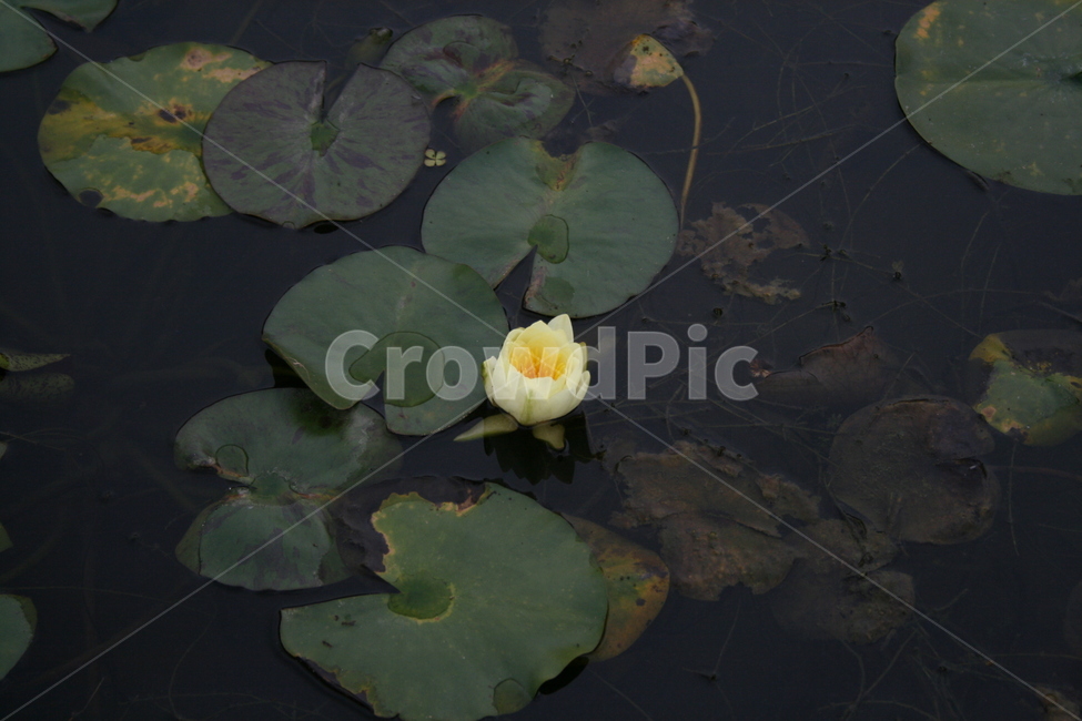 꽃,식물,flower,plant,연못,수련,식물,자연,plants,nature,꽃,flower