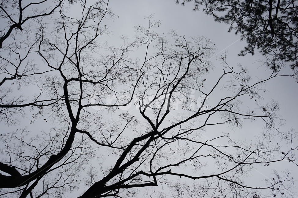 느티나무,고목,실루엣,나무,tree,하늘배경,겨울,가지,자연,하늘,식물,마른잎,숲,분위기,감성,겨울나무,쓸쓸함,외로움,고요,나뭇가지,계절,풍경