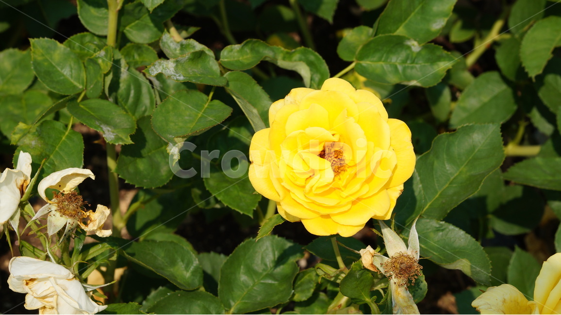 장미,꽃,꽃사진,식물,자연,장미축제,식물,자연,plants,nature,꽃,flower