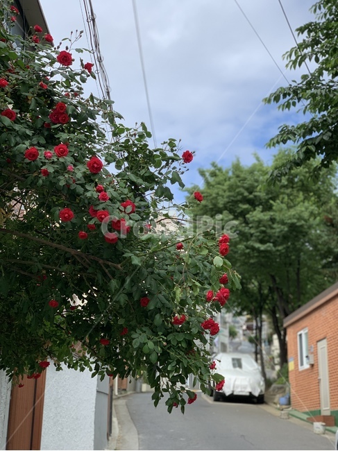 꽃,plant,식물,나무,flower,tree,하늘,sky,식물,자연,plants,nature,꽃,flower