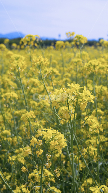 유채꽃,봄,꽃,하늘,꽃밭,노란색,yellow,flower,풍경,하중도,대구,한국,daegu,korea,신천,신천강변,꽃놀이,산책,나들이,피크닉,유채,감성사진,봄,계절,spring,season,식물,자연,plants,nature,꽃,flower,field,들