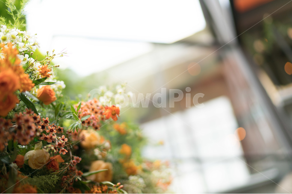 봄,꽃,풀,햇살,창문,봄,계절,spring,season,식물,자연,plants,nature,꽃,flower,감성,sensible,feeling,plant