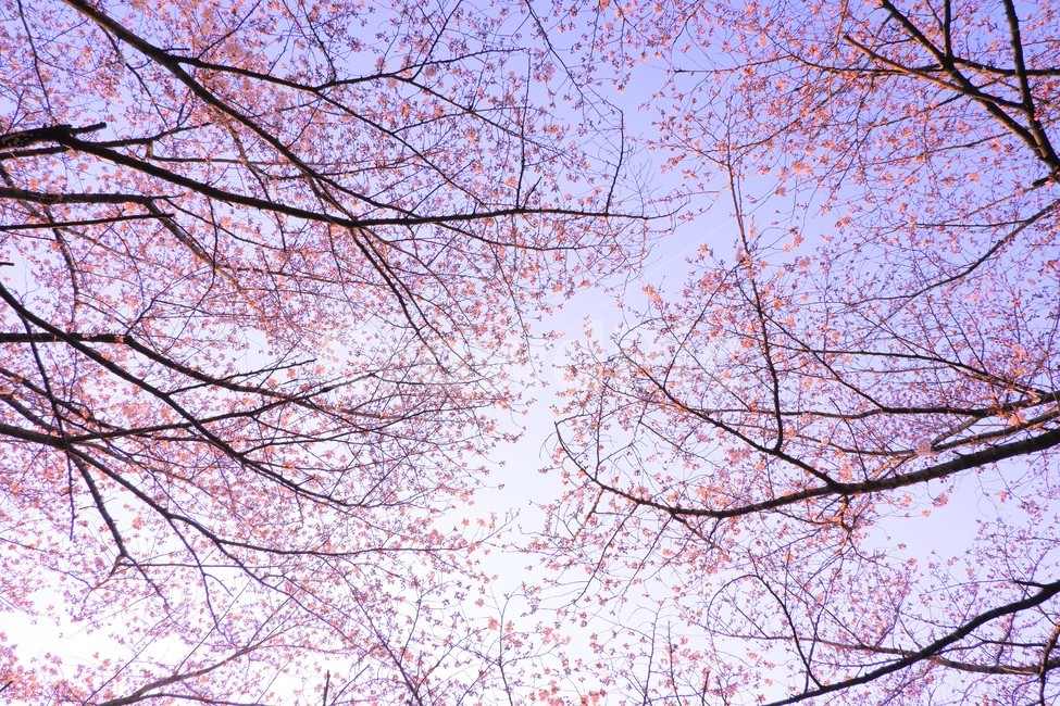 봄,벗꽃,하늘,힐링,배경,파스텔,잎,tree,나무,표지