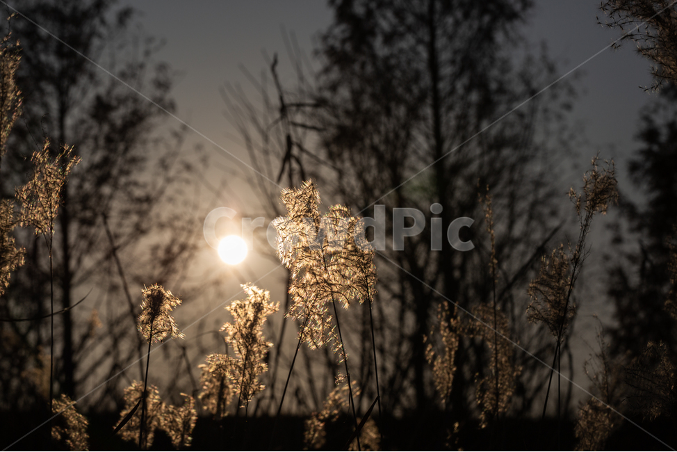 자연,풍경,가을,저녁,석양,억새,가을,계절,fall,autumn,season,plant,식물,grass,잔디,light,빛,flare,플레어