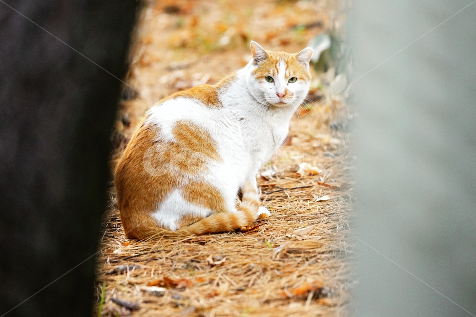 고양이,길고양이,길냥이,야옹이,냐옹이,반려묘,애완묘,반려동물,애완동물,야생동물,펫,캣,mammal,animal,pet,cat