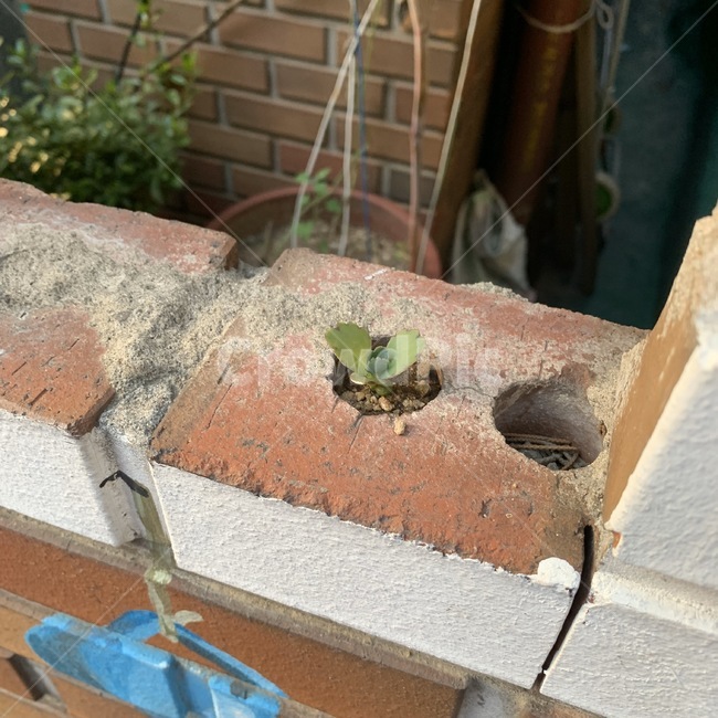 새싹,벽돌,tiny,plant,tinyplant,귀여움,cute