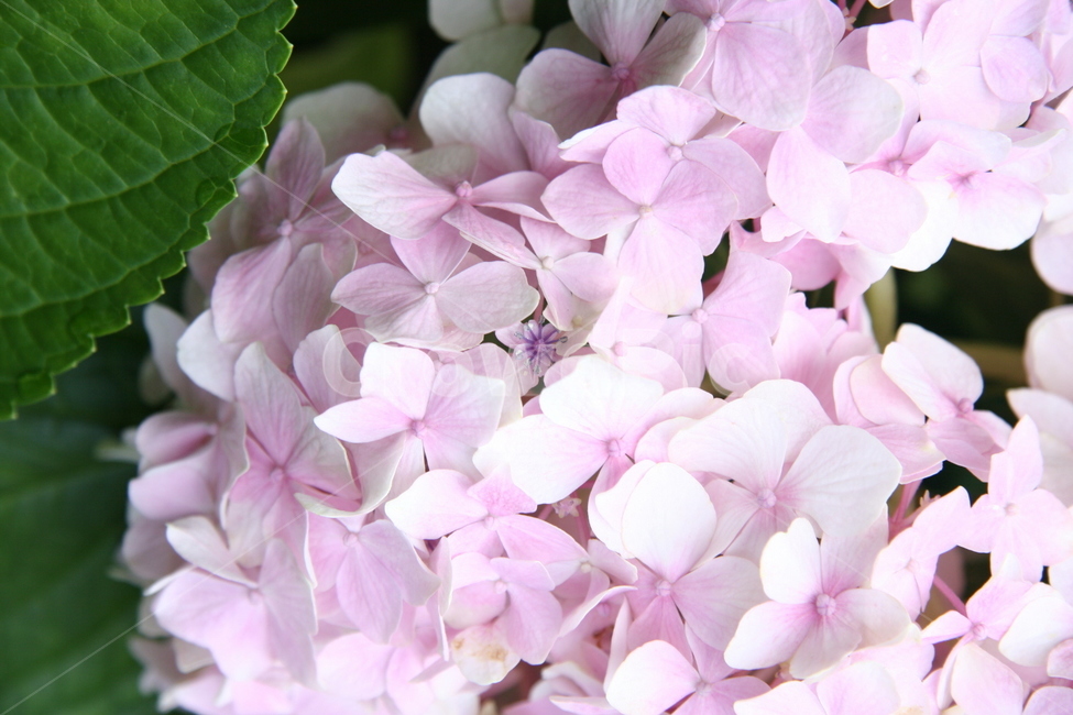 수국,꽃,bigleafhydrangea,水菊,접사,식물,자연,plants,nature,꽃,flower
