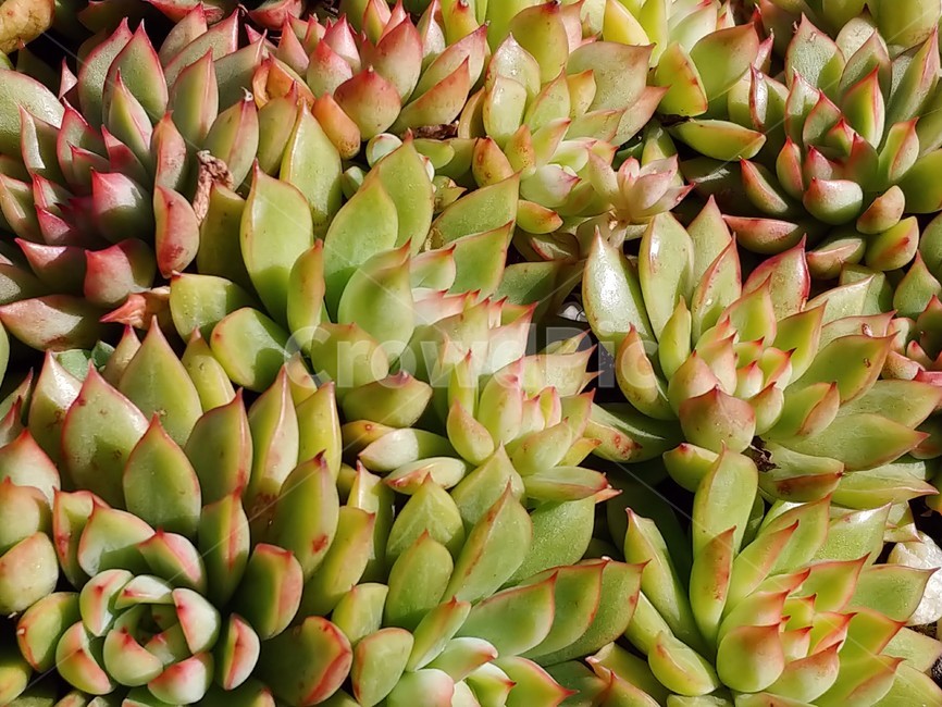 bush,부시,vegetation,plant,식물,다육,다육이,다육식물,선인장,화분,관상식물,화초,가드닝,plants,nature,green,greenery,반려식물,초목,gardening,식물,자연,plants,nature