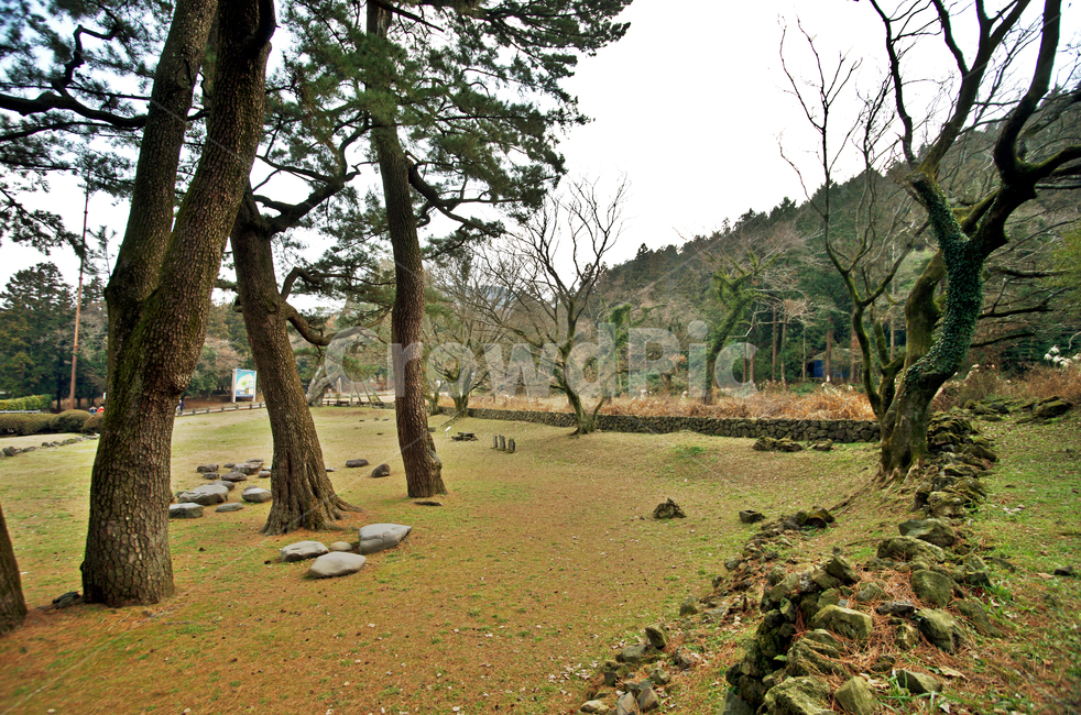 삼천단곰솔,제주도,제주삼천단곰솔군,천연기념물제160호,산천단,곰솔,천제,제단