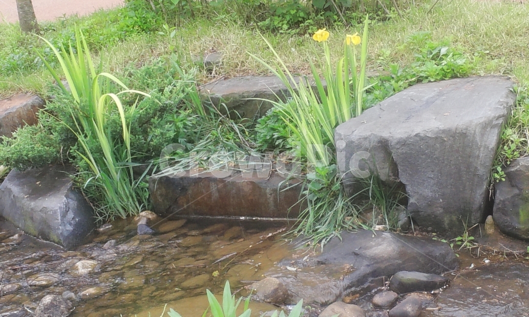 창포,꽃,노란,물,식물,꽃창포,식물,자연,plants,nature,꽃,flower