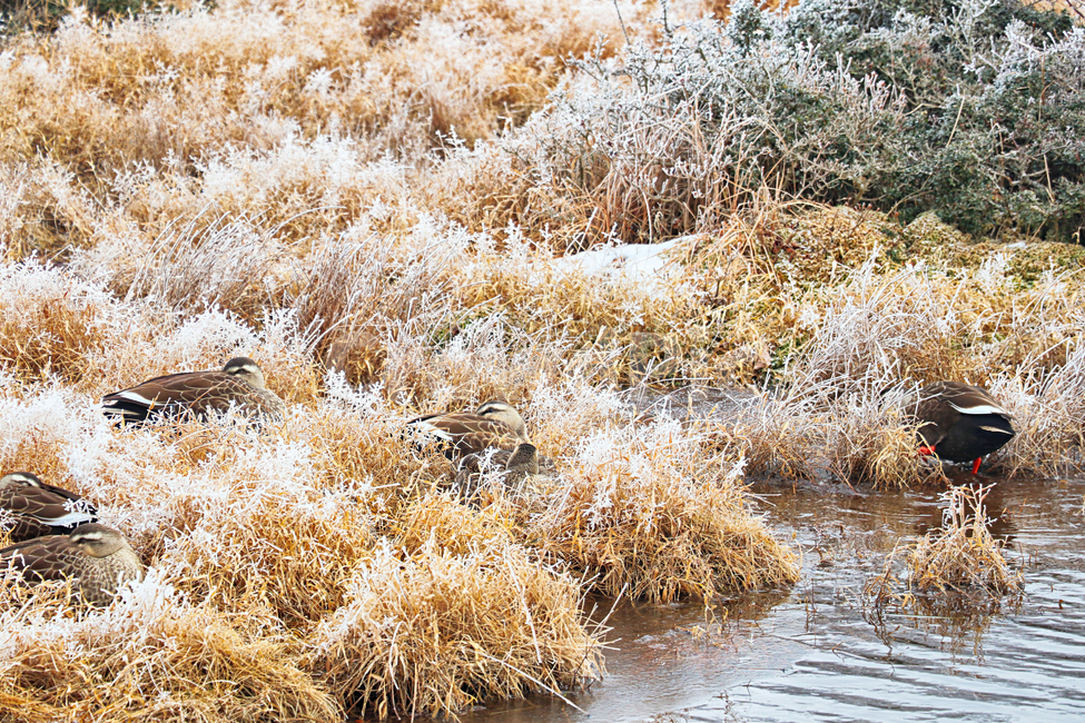 제주도,한라산,1100고지,한라산1100고지,설경,눈꽃,눈,snow,자연,옥외,outdoors,nature,습지,철새,새,bird,동물,animal
