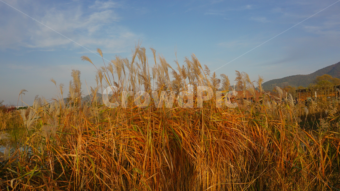 가을,갈대,갈대밭,계절,가을감성,갈색,황금빛,fall,nature,landscape,풍경,자연,가을,계절,fall,autumn,season,자연,풍경,nature,landscape,식물,plants,grass,잔디,plant