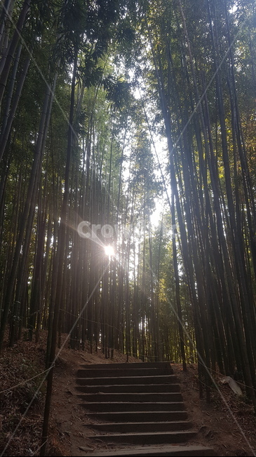 대나무,빛,light,sunlight,flare,플레어,햇빛,식물,봄,여름,가을