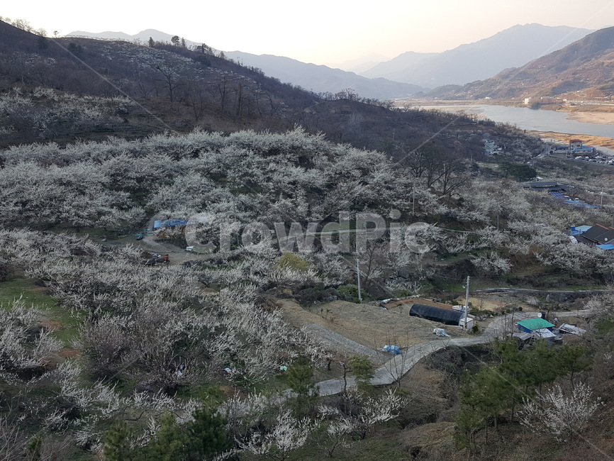 매화,매화꽃,매화마을,축제,꽃,광양매화마을,매화축제,분홍꽃,분홍,파란,하늘,자연,식물,계절,풍경,산,flower,nature,season,봄,계절,spring,season,자연,풍경,nature,landscape,outdoors,옥외,경치,scenery,aerial view,조감도,slope,경사