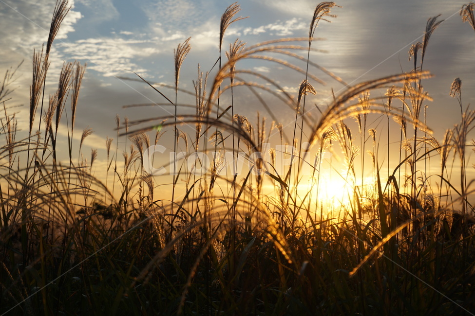 가을,억새,일몰,자연,금빛,빛,하늘,구름,가을,계절,fall,autumn,season,식물,자연,plants,nature,grass,잔디,plant