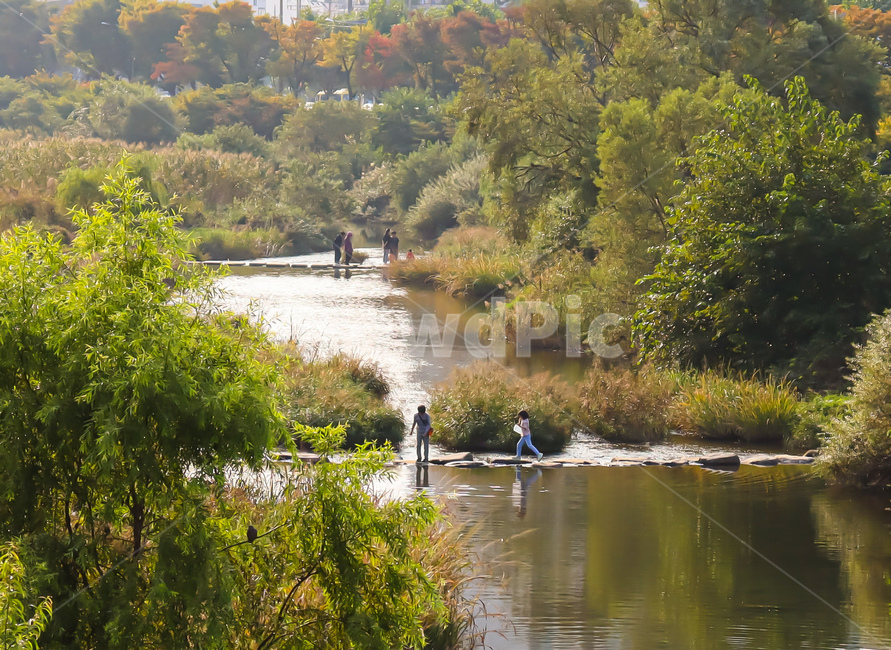 water,물,human,인간,자연,nature,사람,person,옥외,평화로움,feeling,peace,따듯한,가을,autumn,억새,landscape,가을풍경,경치