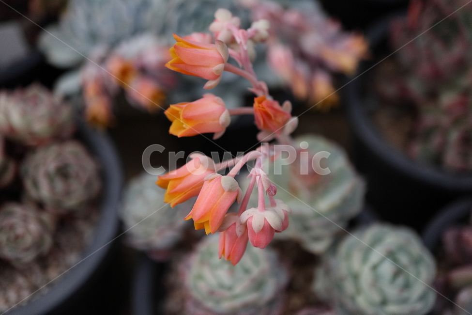 plant,식물,blossom,flower,꽃,블루미니마,미니마,다육,blueminima,echeveria,crassulaceae,돌나물과,로제트,rosette