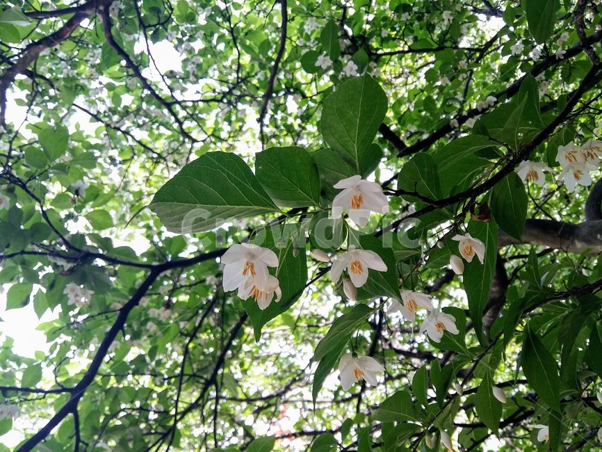 쪽동백나무,꽃,flower,계절,아름다움,꽃잎,자연,nature,힐링,꽃향기,식물,plant,잎,leaf,흰색