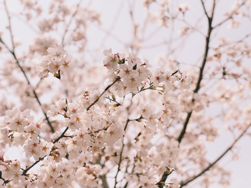 봄,벚꽃,봄꽃,cherryblossom,spring,봄,계절,spring,season,식물,자연,plants,nature,꽃,flower,plant,blossom