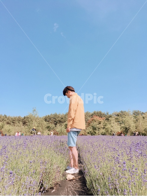 라벤더,꽃밭,남자,뒷모습,혼자