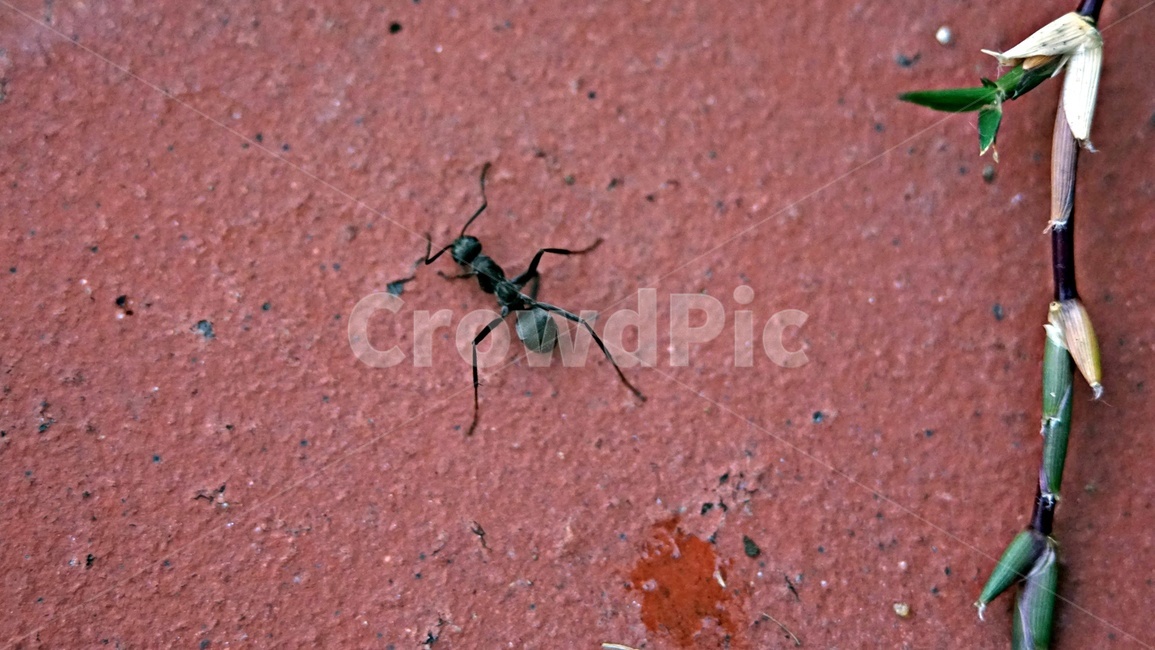 개미,풀,부상,ant,grass,곤충,closeup,접사,매크로사진,동물,animal,곤충,벌레,insect,bug