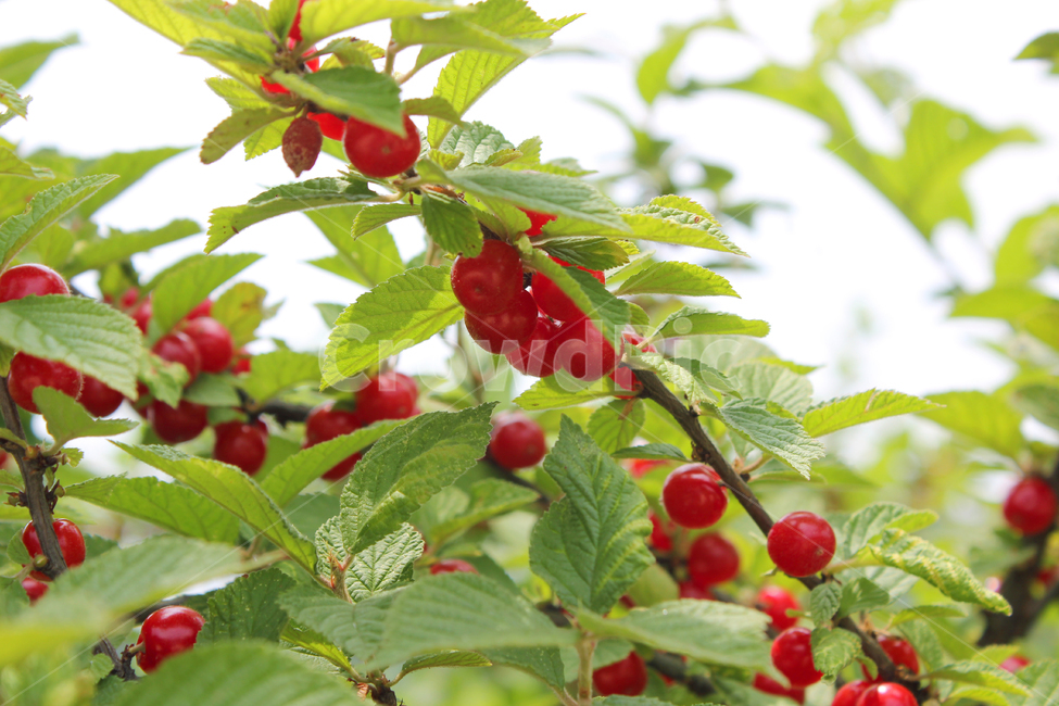 앵두,빨강,열매,과일,잎,앵두나무,berry,branch,cherry,food,fresh,fruit,green,korea,koreacherry,leaf,leaves,natural,plant,red,ripe,tree,vitamin,나뭇가지,신선한,나무,레드,빨간색,한국,자연,식물,자연,plants,nature,과일,열매,fruit