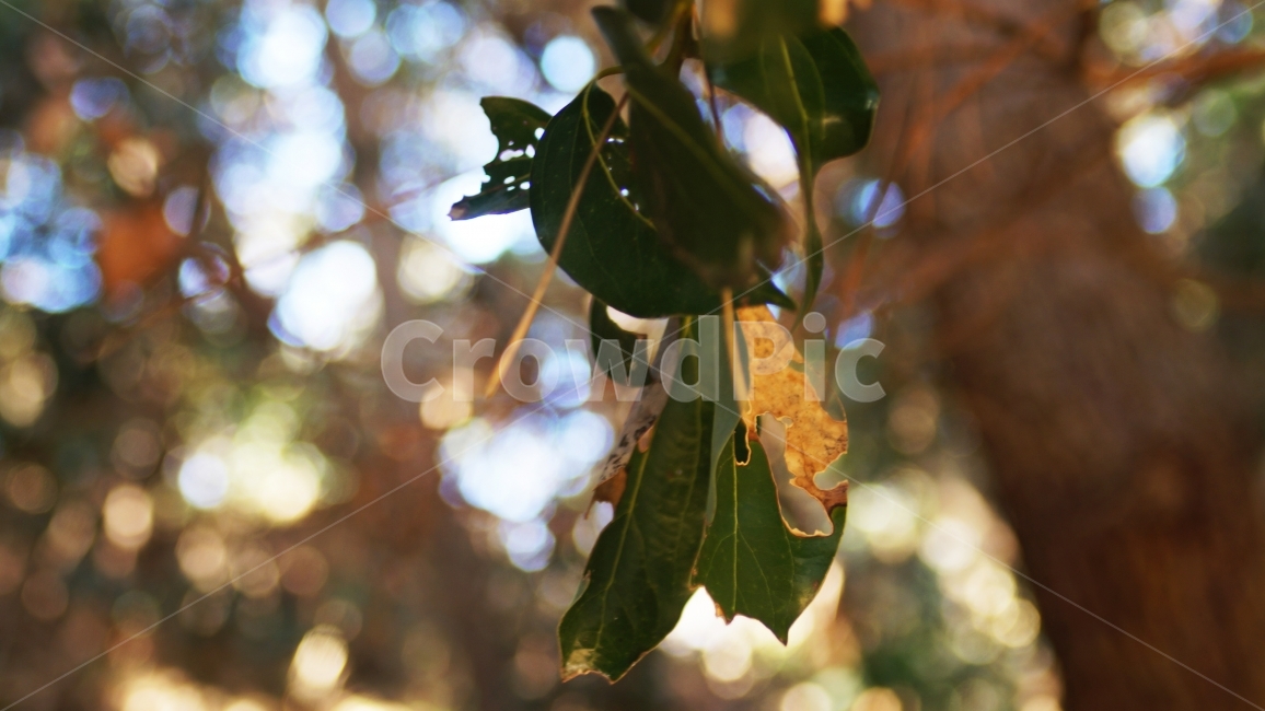 나무,나뭇잎,오후,화창한날,따뜻함,식물,자연,plants,nature