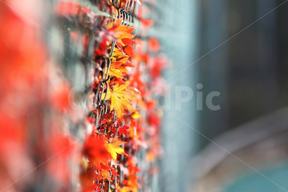 철조망과단풍,단풍,가을,담쟁이,감성사진,가을,계절,fall,autumn,season,식물,자연,plants,nature,감성,sensible,feeling,plant,leaf,잎