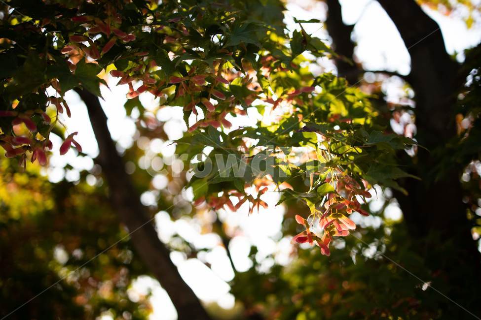 plant,식물,leaf,잎,tree,나무,가을,단풍,낙옆,은행나무,maple,autumn,가을,계절,fall,autumn,season