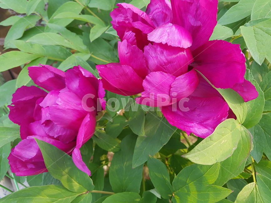 작약,꽃,geranium,제라늄,blossom,flower,plant,식물