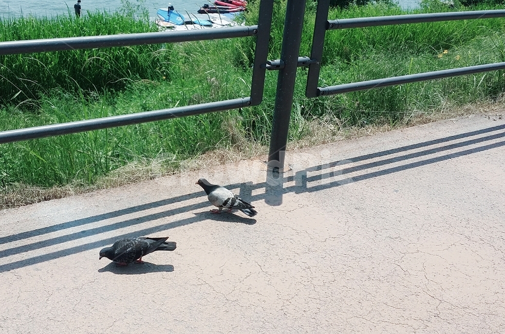 새,비둘기,한강,공원,길,풀숲,풀,울타리,동물,산책,햇살,동물,animal,조류,새,birds