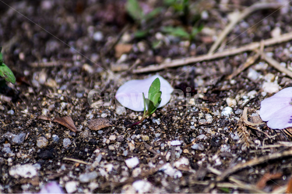 봄,spring,새싹,땅,생명,봄,계절,spring,season,식물,자연,plants,nature,ground,바닥,animal,동물,invertebrate,무척추 동물,insect,곤충