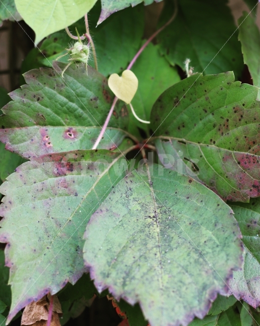 둥근잎나팔꽃,담쟁이,가을,자연,잎,식물,자연,plants,nature