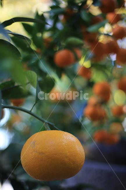 과일,귤,감,까치밥,감나무,계절,열매,식물,자연,plants,nature,과일,열매,fruit