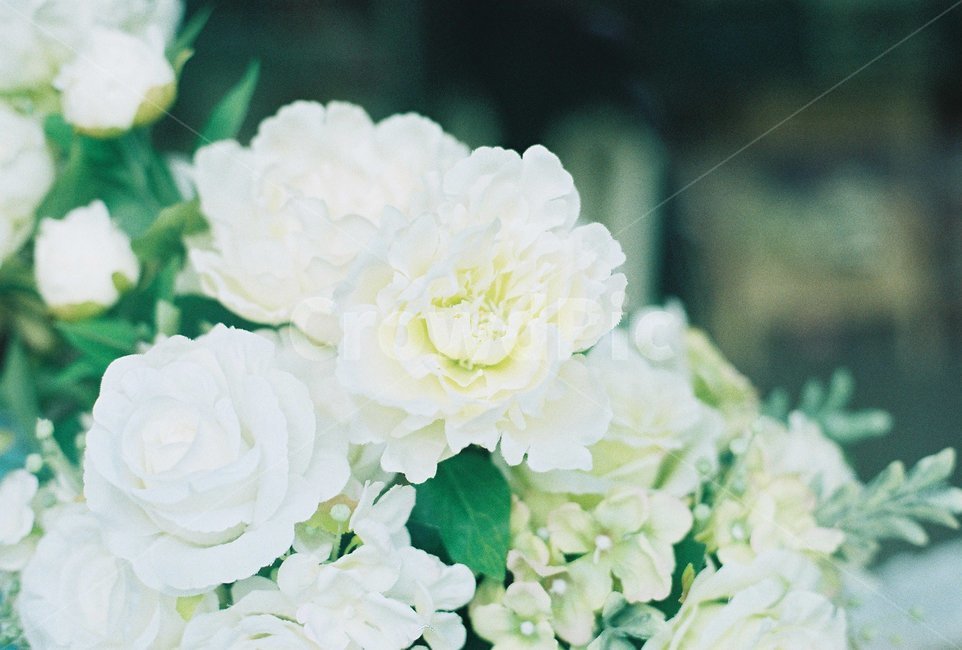 꽃,조화,꽃다발,백장미,식물,보태니카,작약,잎파리,잎,꽃,flower