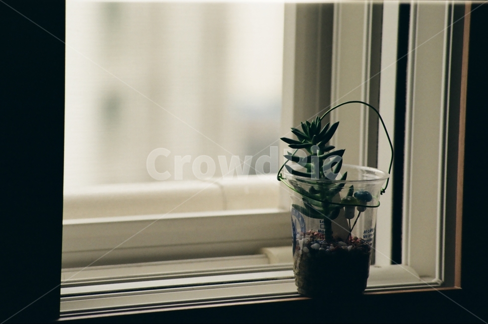 필름카메라,필름사진,감성사진,창틀,다육이,실내용화초,화분,화초,house plant,감성,sensible,feeling