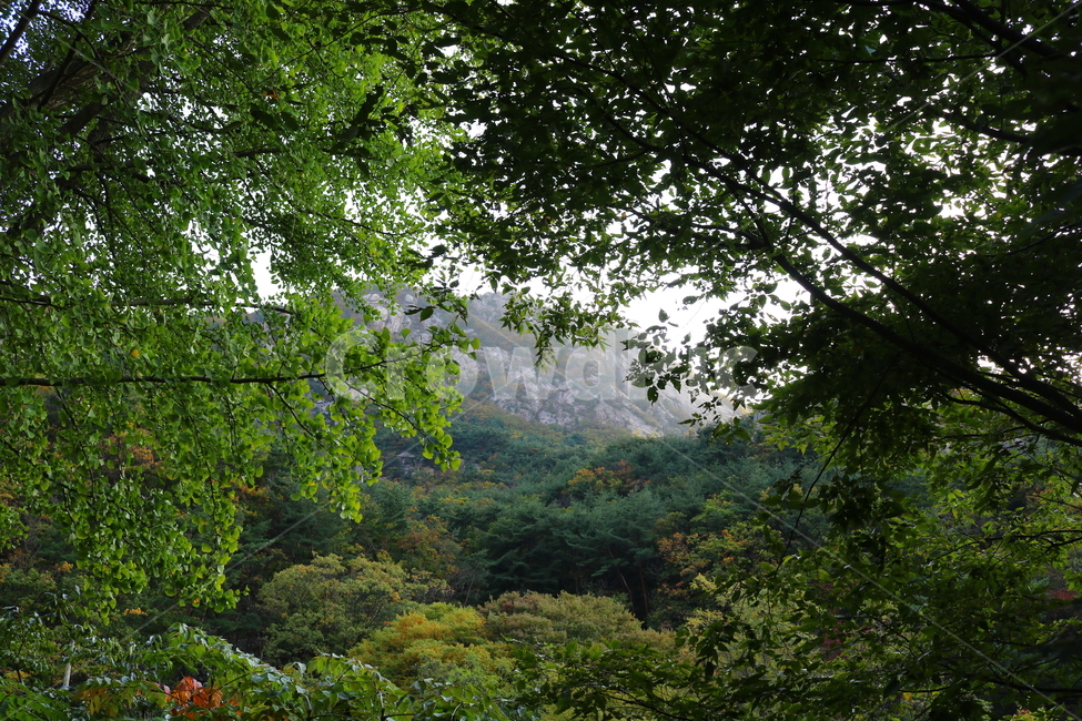 산,북한산,나무,식물,자연,풍경,등산로,산책로,공원,국립공원,북한산국립공원,소나무,은행나무,나뭇잎,자연,풍경,nature,landscape