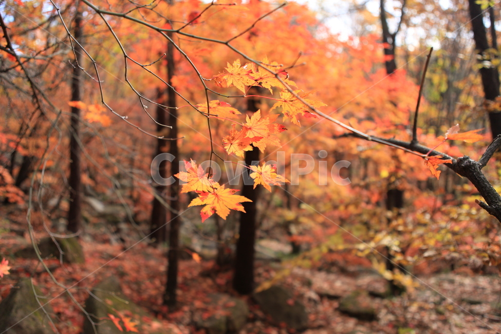 단풍,가을,나무,만추,단풍숲,가을,계절,fall,autumn,season,식물,자연,plants,nature,plant,leaf,잎,tree,maple