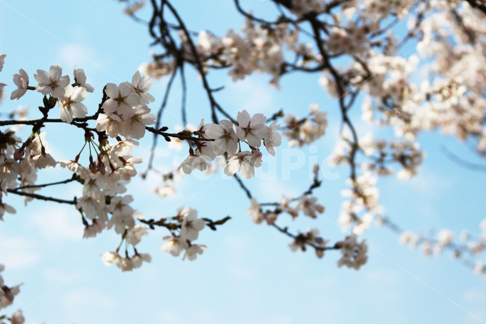 벚꽃,봄,푸른하늘,꽃,이쁨,봄,계절,spring,season,plant,식물,blossom,flower