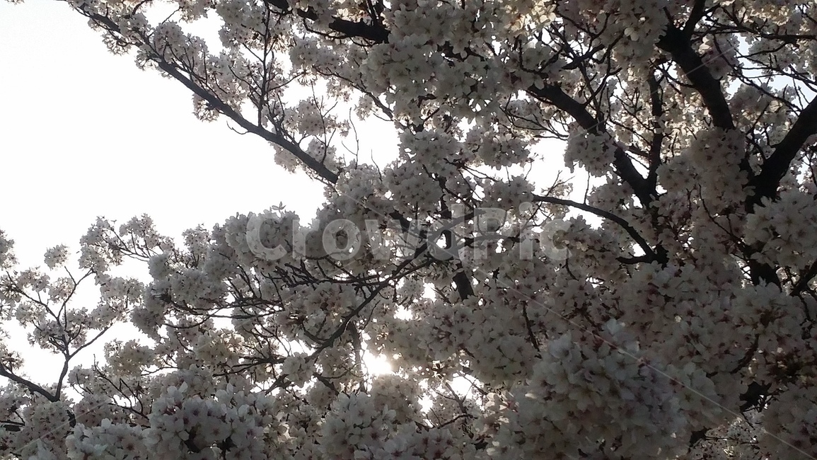 봄,벚꽃,식물,flower,blossom,꽃,plant